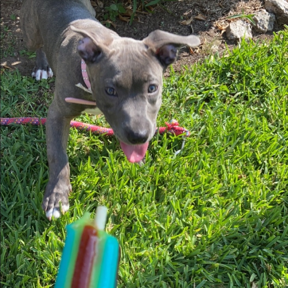 Meet your Posher, Kyra